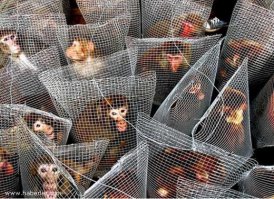 Люди себе подобных в клетках держат
А уж животных подавно не пощадят