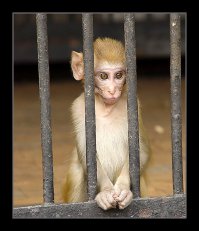 Люди себе подобных в клетках держат
А уж животных подавно не пощадят