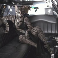 фото машин, женщин и кошек всегда в тренде
