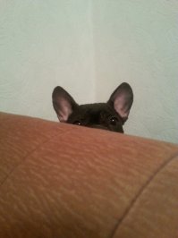 Вот мне интересно смогут ли налоговики или борцы за животных притянуть этих людей за известное место для налогообложения или еще каких нибудь компенсаций за использование доисторических животных