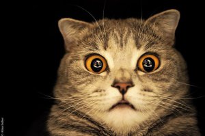 Этот Элтон джон какой противный
Фу