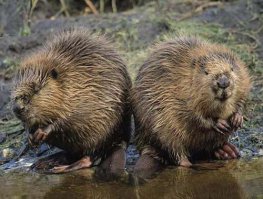 ты че дядя ?
Заходи...