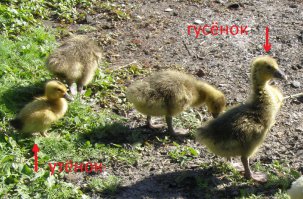 Котёнок «напал» на стаю утят, но утята взяли количеством 