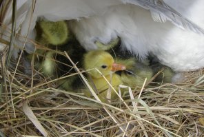 Вот - весной были:
.