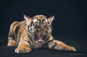 Тигры в абсенте