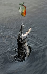 Невероятные фотографии животных Пола Никлена