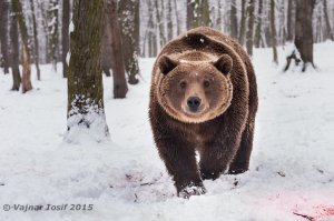 Невероятные фотографии животных Пола Никлена