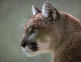 Невероятные фотографии животных Пола Никлена