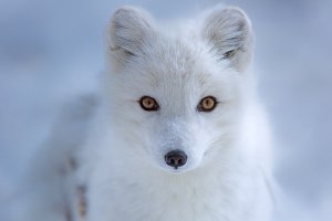 Невероятные фотографии животных Пола Никлена