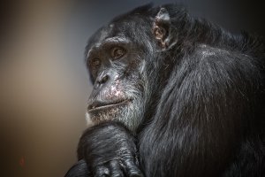 Невероятные фотографии животных Пола Никлена