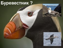 Фотки классные, спору нет, но некоторые подписи глаз режут !