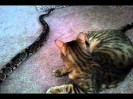 А поста про котов, которые подружились с питонами не будет ? Лучше не надо.