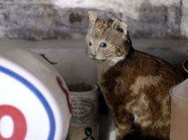 Это конечно лучше, чем делать копию из самого питомца !