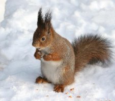 Рейтинг самых умных животных