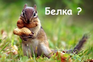 Рейтинг самых умных животных