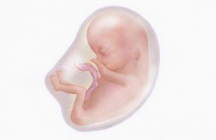 А про человека слабо показать ?