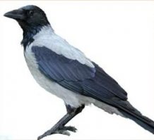 Ну положим это не ворона, а ворон и при том ручной, к людям привыкший !