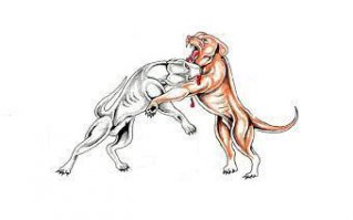 Кровавая схватка, слабонервным и Ко не смотреть !