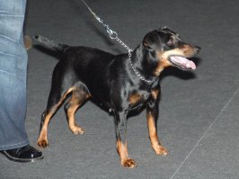 А я своей породы, то есть породы своей собаки не нашел, обидно да ? Ягдтерьер.