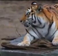 А с мамой слабо поиграть ?