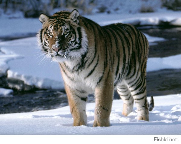 Симпатичные кошки :) А сердцу милее наши амурские тиграшки:
