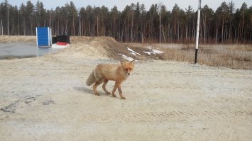 А это мой лис, приходит еду выпрашивать. Снял буквально пару дней назад.