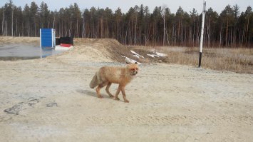 А это мой лис, приходит еду выпрашивать. Снял буквально пару дней назад.