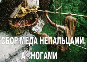 Сбор меда в Непале