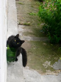У меня кошка так же приходит,только лапы передние на стенку ставит а я её за шкибот ловлю и домой...