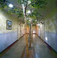 Под берёзой (на берёзе)в коридоре? Чёт школу напоминае