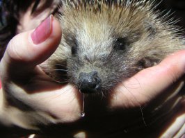 Для тех, кто меня минусил. Этот ежик никогда не был ручным. Ваше ми-ми-ми и ой-ой-ой - для тех, кто в глаза этих животных не видел. Посмотрите, как на фотках его держат. на ладони "горстью" кладут спиной - чтобы не кололся. А нормально "раскрывается" и лежит на брюшке ежик далеко не всегда и далеко не везде. Вот у меня на даче - раскрываются и ничего не боятся. :)