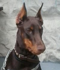 У меня доберман,для своих ласковая"кошка",океан преданности,фонтан энергии,грация зашкаливает.