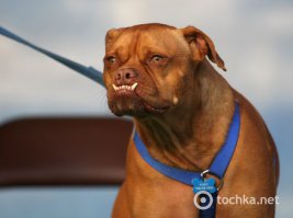 Симпотичный щеночек, обычная порода - боксёрчик :) А вот поистине уродливые собаки сидят в правительстве большинства государств...