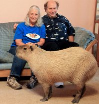 Морская свинка капибара