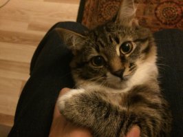 без коррекции точки белого