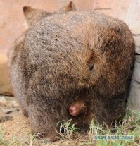 ОГОНЬ БАТАРЕЯ, ОГОНЬ БАТАЛЬОН.