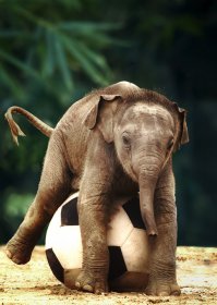 По-моему, слоненок играет. Слонята такие мимишные.