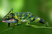 Мне кажется, или у хамелеона из *опы другой человечек лезет?