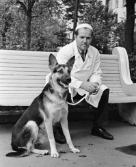 Владимир Петрович Демихов (18 июля 1916 года, хутор Кулини — ноябрь 1998 года, Москва) — учёный-экспериментатор, основоположник мировой трансплантологии.
Достижения
Впервые в мире выполнил следующие операции (в эксперименте) : 1937 г. — первое в мире искусственное сердце; 1946 г. — первая в мире гетеротопическая пересадка сердца в грудную полость; 1946 г. — первая в мире пересадка комплекса сердце-легкие; 1947 г. — первая в мире пересадка изолированного легкого; 1948 г. — первая в мире пересадка печени; 1951 г. — первая в мире ортотопическая пересадка сердца без использования искусственного кровообращения; 1952 г. — первое в мире маммарно-коронарное шунтирование (1988 г. — Государственная премия) ; 1954 г. — пересадка второй головы собаке. В 1960 г. вышла книга Демихова «Пересадка жизненно важных органов в эксперименте» , которая стала первой в мире монографией по трансплантологии. В 1962 году книга была переиздана в Нью-Йорке, Берлине, Мадриде и долгое время была единственной монографией в области трансплантации органов и тканей. Кристиан Барнард, выполнивший первую в мире операцию по пересадке сердце от человека человеку в 1967 году, дважды приезжал в лабораторию Демихова в 1960 и 1963 годах. Кристиан Барнард всю свою жизнь считал Демихова своим учителем.

В 1954 г. Владимир Демихов потряс мир, продемонстрировав монстра, созданного хирургическим путем: двухголовую собаку. Он создал это существо в лаборатории на окраине Москвы, пересадив голову, плечи и передние лапы щенка на шею взрослой немецкой овчарки.

Демихов продемонстрировал собаку перед журналистами со всего мира. Обе головы одновременно лакали молоко из мисок, а затем существо сжалось от страха, когда молоко начало вытекать из головы щенка через обрезанную пищеводную трубку. 

Советский Союз с гордостью хвастался, что собака служила доказательством превосходства советской медицины.

Всего за пятнадцать лет Демихов создал двадцать двухголовых собак. Ни одна из них не прожила долго, так как они неизбежно погибали из-за отторжения тканей. Один месяц был рекордным сроком.

Демихов объяснял, что эти собаки являлись частью непрекращающихся экспериментов в области хирургии, главной целью которых было научиться трансплантировать человеческое сердце и легкие. В 1967 г. этой цели достиг другой хирург — доктор Кристиан Баарнард (Christian Baarnard), однако, многие признают, что Демихов «вымостил» дорогу для достижения этой цели

Труды
Демихов В. П. Пересадка жизненно важных органов в эксперименте/ М. , 1960 
Demikhov VP. Experimental transplantation of vital organs. Authorized translation from the Russian by Basil Haigh./ New York: Consultant’s Bureau, 1962