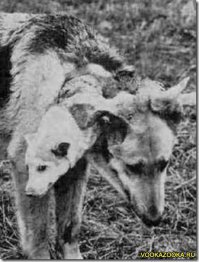 Владимир Петрович Демихов (18 июля 1916 года, хутор Кулини — ноябрь 1998 года, Москва) — учёный-экспериментатор, основоположник мировой трансплантологии.
Достижения
Впервые в мире выполнил следующие операции (в эксперименте) : 1937 г. — первое в мире искусственное сердце; 1946 г. — первая в мире гетеротопическая пересадка сердца в грудную полость; 1946 г. — первая в мире пересадка комплекса сердце-легкие; 1947 г. — первая в мире пересадка изолированного легкого; 1948 г. — первая в мире пересадка печени; 1951 г. — первая в мире ортотопическая пересадка сердца без использования искусственного кровообращения; 1952 г. — первое в мире маммарно-коронарное шунтирование (1988 г. — Государственная премия) ; 1954 г. — пересадка второй головы собаке. В 1960 г. вышла книга Демихова «Пересадка жизненно важных органов в эксперименте» , которая стала первой в мире монографией по трансплантологии. В 1962 году книга была переиздана в Нью-Йорке, Берлине, Мадриде и долгое время была единственной монографией в области трансплантации органов и тканей. Кристиан Барнард, выполнивший первую в мире операцию по пересадке сердце от человека человеку в 1967 году, дважды приезжал в лабораторию Демихова в 1960 и 1963 годах. Кристиан Барнард всю свою жизнь считал Демихова своим учителем.

В 1954 г. Владимир Демихов потряс мир, продемонстрировав монстра, созданного хирургическим путем: двухголовую собаку. Он создал это существо в лаборатории на окраине Москвы, пересадив голову, плечи и передние лапы щенка на шею взрослой немецкой овчарки.

Демихов продемонстрировал собаку перед журналистами со всего мира. Обе головы одновременно лакали молоко из мисок, а затем существо сжалось от страха, когда молоко начало вытекать из головы щенка через обрезанную пищеводную трубку. 

Советский Союз с гордостью хвастался, что собака служила доказательством превосходства советской медицины.

Всего за пятнадцать лет Демихов создал двадцать двухголовых собак. Ни одна из них не прожила долго, так как они неизбежно погибали из-за отторжения тканей. Один месяц был рекордным сроком.

Демихов объяснял, что эти собаки являлись частью непрекращающихся экспериментов в области хирургии, главной целью которых было научиться трансплантировать человеческое сердце и легкие. В 1967 г. этой цели достиг другой хирург — доктор Кристиан Баарнард (Christian Baarnard), однако, многие признают, что Демихов «вымостил» дорогу для достижения этой цели

Труды
Демихов В. П. Пересадка жизненно важных органов в эксперименте/ М. , 1960 
Demikhov VP. Experimental transplantation of vital organs. Authorized translation from the Russian by Basil Haigh./ New York: Consultant’s Bureau, 1962