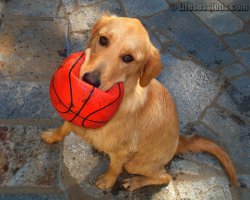 Собаки с игрушками — смешные моменты