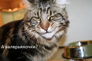 Вино, пианино и кино для кошек (2 фото+видео)