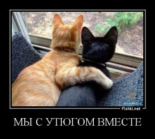 Сидит кошка на окошке