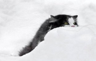 Клево замаскировался.