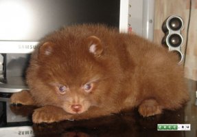 померанский шпиц