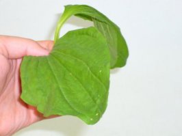 Мостик не болей...вот...