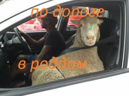 Подборка автоприколов. Часть 205