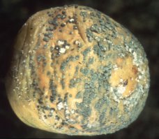 Подозреваю что вы поиском пользуетесь не очень хорошо.
Ниже на фото; Pencillium rot