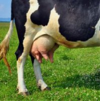 Как сделать классную игрушку, используя обычные пластикоые стаканы