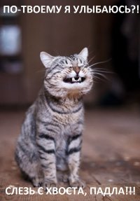 Улыбки, перед которыми невозможно устоять